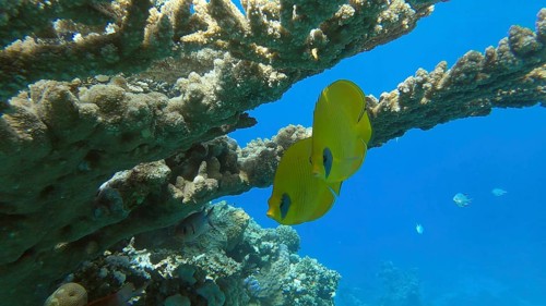 Couple Golden Butterflyfish