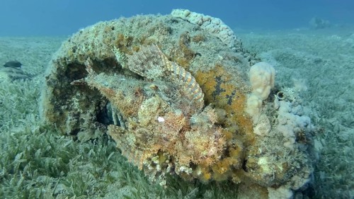 Scorpion fish lie on the reef. Bearded Scorpionfish