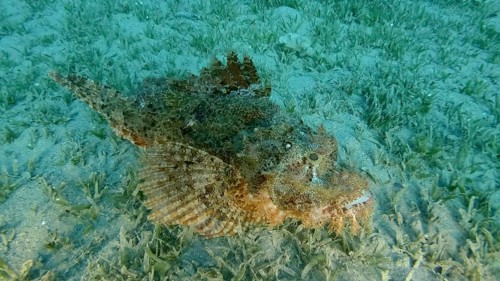 Scorpion fish lie on the reef. Bearded Scorpionfish