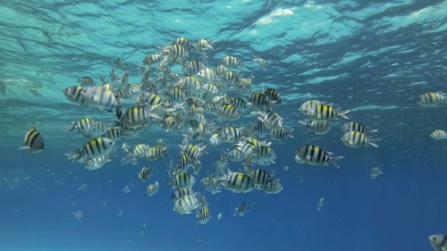 Tropical fishes of various species feeds in the surface water rich in plankton. Visually distinguishable plankton-rich water layer