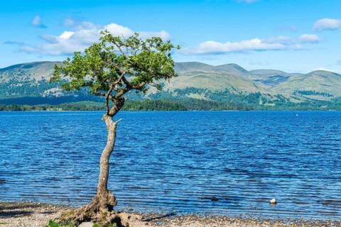 Tree on Milarrochy Bay