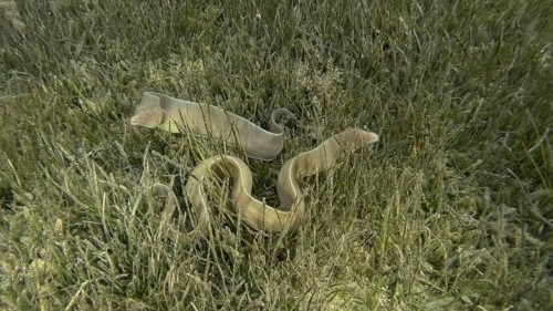 Close-up of couple Moray lie in green seagrass. Geometric moray