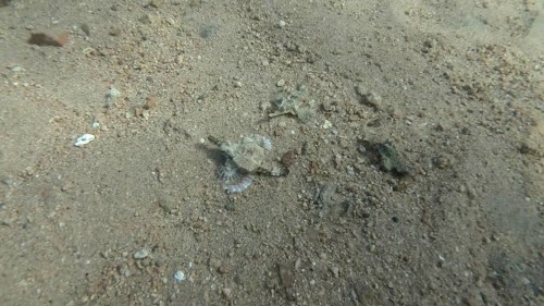 Seamoth moves on the sandy bottom in shallow water in sun rays. Pegasus