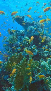 Colorful tropical fish swims on coral reef on blue water background. Underwater life in the ocean. Arabian Chromis