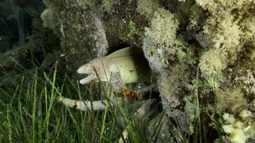 Close-up of Moray lie in the coral reef. Geometric moray