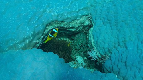 Clown fishes swims on anemone in the crack of a hard coral