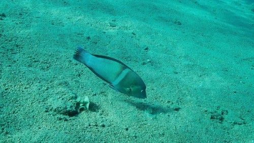 Cigar Wrasse
