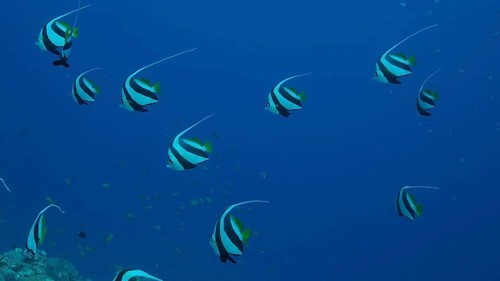 School of Bannerfish slowly swims above sandy bottom covered with green seagrass. Shoal of Schooling bannerfish