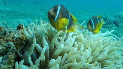 Pair Clownfish with baby and school of Damsel fish swims on Anemone. Red Sea Anemonefish