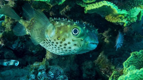 Porcupinefish is hiding under under Lettuce coral. Ajargo