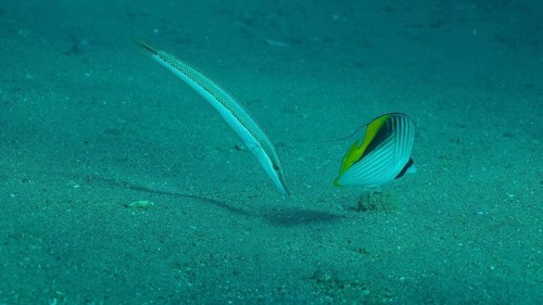 Butterfly fish with Wrasse fish feeds on the sandy bottom. Cross Stripe Butterfly