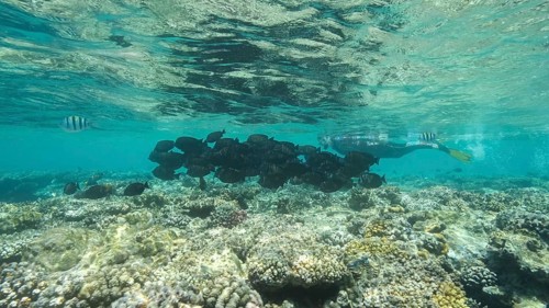 Woman in diving equipment swimming on the surface of the water and looks at on shoal of Sailfin Tang fish. Female snorkeler swims underwater and looking on underwater world. Red sea Egypt