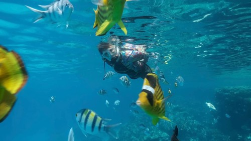 Woman in diving equipment swims on the surface of the water and looks at marine life. Female snorkeler swims underwater and looking at on tropical fishes. Red sea