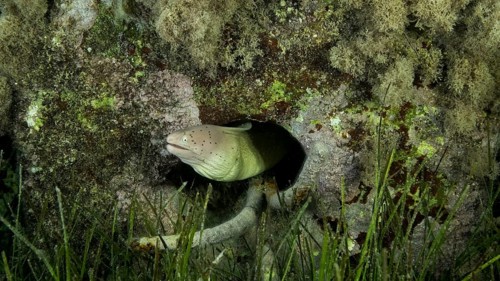 Close-up of Moray lie in the coral reef. Geometric moray