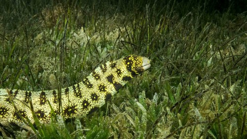 Close-up of Moray slowly swims in green seagrass. Snowflake moray