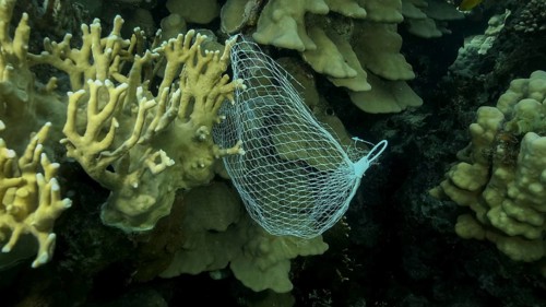 Discarded kitchen plastic storage net shopping hang down of coral reef. Plastic pollution of the ocean. Plastic mesh bag hanging on a beautiful coral reef. Red sea