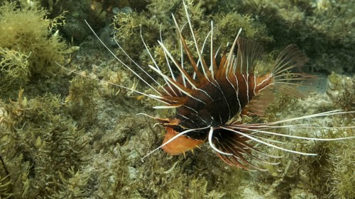 Radial Firefish