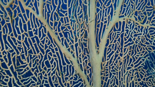 Details of the soft coral