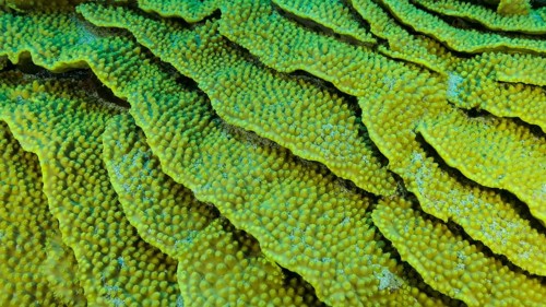 Details of the Lettuce coral or Yellow Scroll Coral