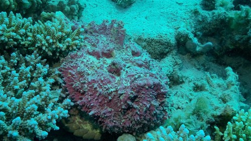 Close-up of pink Stonefish lies on corals. Reef Stonefish