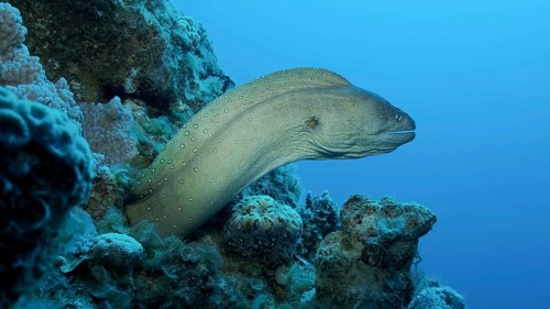 Close-up portrait of Moray peeks out of its hiding place. Yellow-mouthed Moray Eel