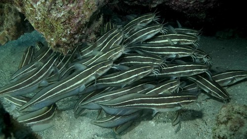 School of Striped Catfish are hiding inside a coral cave. Striped Eel Catfish