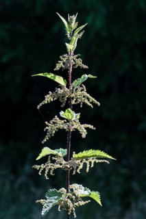 Stinging nettle