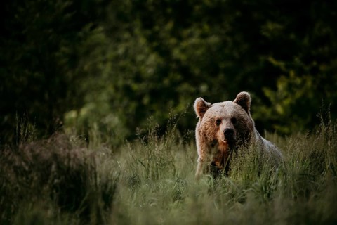Brown bear