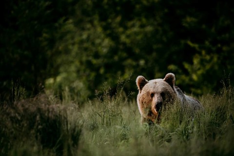 Brown bear