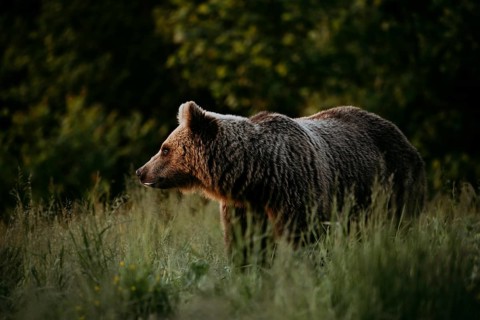 Brown bear