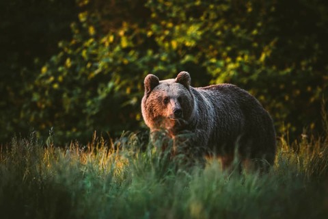 Brown bear