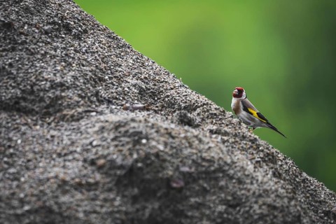 Goldfinch