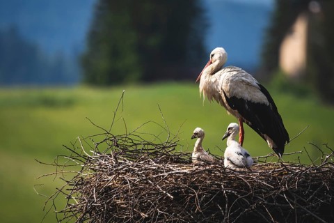 White stork