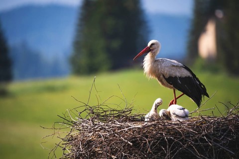 White stork