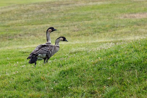 Hawaiian goose