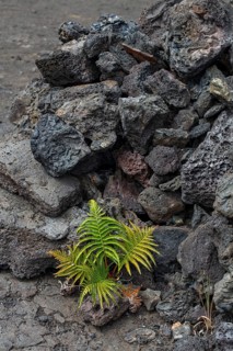 Ferns in lava fissures