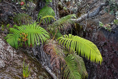 Ferns in lava fissures