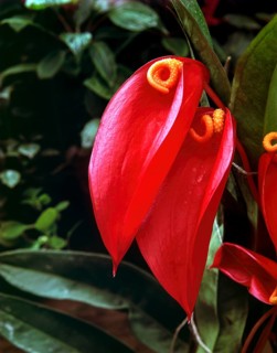 Anthurium sp. tail flowers flamingo flowers and lace leaf flower in Nilgiris
