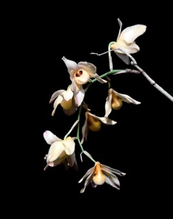 Orchid flower in Nilgiris