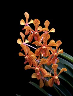 Orchid