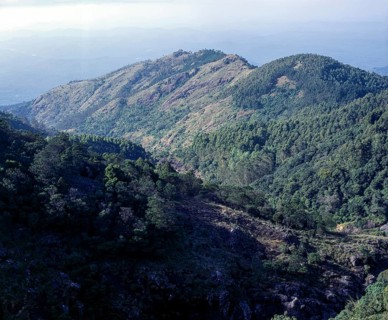 A Hillscape view in Nilgiris