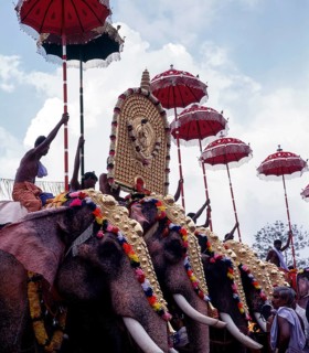 Caparisoned elephants with colorful umbrellas in Pooram festival