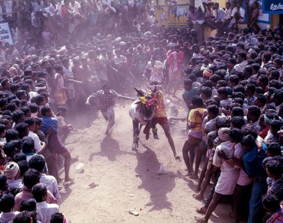 Jallikattu bull taming is part of the tamill harvest festival of Pongal in Madurai