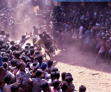 Jallikattu bull taming is part of the tamill harvest festival of pongal. young men chase the bull and try to snatch the cloth/ money that it tiet to its horns to prove their valour