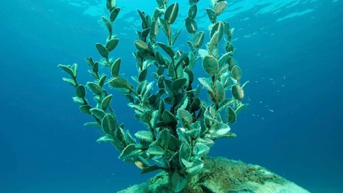 Museum of Underwater Sculpture Ayia Napa