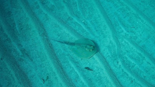 Blue-spotted stingray