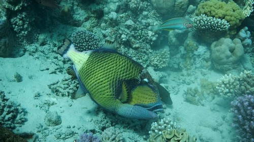 Trigger fish on coral reef. Titan Triggerfish
