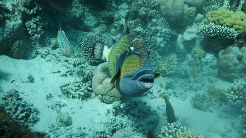 Trigger fish on coral reef. Titan Triggerfish