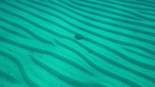 Blue-spotted stingray