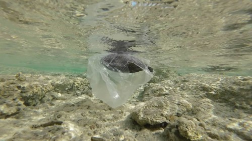 Dead Parrotfish drifting in plastic bag under surface of water in the coastal area. Discarded transparent plastic bag swims with died fish inside floats underwater in the surf zone. Red Sea